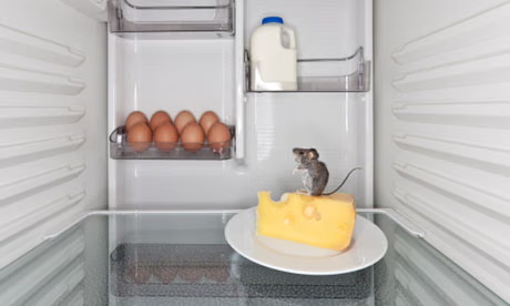 Dấu hiệu nhận biết khi có chuột chui vào tủ lạnh: Hiểm họa thầm lặng trong căn bếp